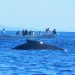 Medio Ambiente capacita a guías para avistar ballenas en Los Cóbanos