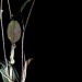 Descubren una nueva especie de orquídea en la amazonia de Perú