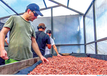 Cacao producido en Morazán cautiva a compañías francesas