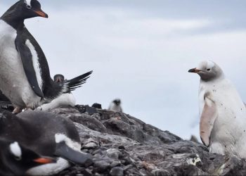 Blanco como la nieve: avistan raro pingüino despigmentado en la Antártida