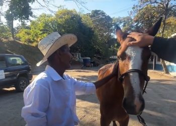 Propietario se reencuentra con yegua que paseaba extraviada por las calles de San Salvador