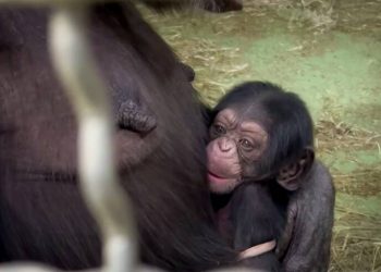Nueva cría nacida en España da esperanza a conservación de chimpancé en peligro de extinción