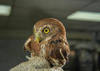Medio Ambiente trabaja en recuperación de ave silvestre rescatada