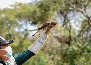 Liberan animales silvestres en Áreas Naturales Protegidas