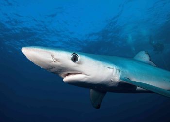 Población de tiburones se sigue reduciendo pese a medidas para frenar su pesca