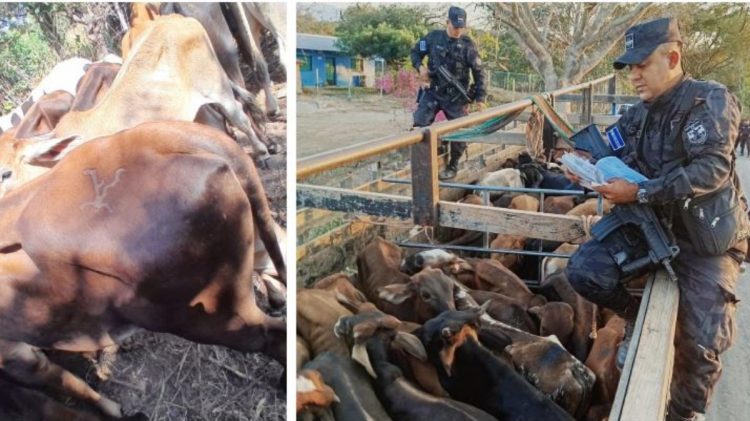 Policías y soldados previenen que bandas criminales hurten y roben ganado. Foto PNC.