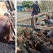 Autoridades siguen combatiendo el hurto y robo de ganado