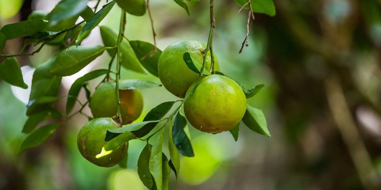 Los limones salvadoreños se cotizan en el mercado internacional por su calidad.