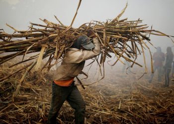 Prevén producción de 6.5 millones de toneladas de caña de azúcar en cosecha 2023-2024
