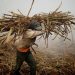 Prevén producción de 6.5 millones de toneladas de caña de azúcar en cosecha 2023-2024