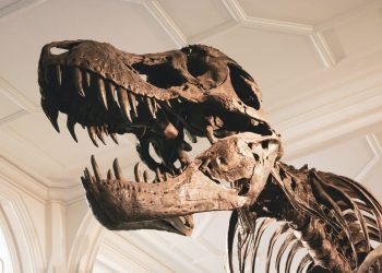 Científicos avanzan en la identificación de piezas del primer dinosaurio localizado en el Venezuela