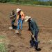 El Salvador busca posicionarse en el cultivo de maíz de alto rendimiento