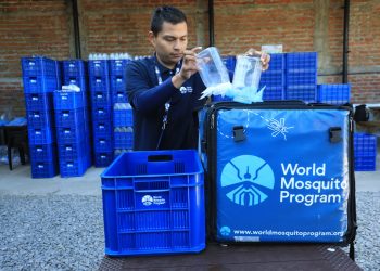 Liberan a mosquitos criados para detener la propagación del dengue