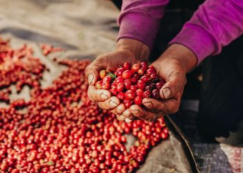La «Pacamara Week» promoverá el café salvadoreño en Japón