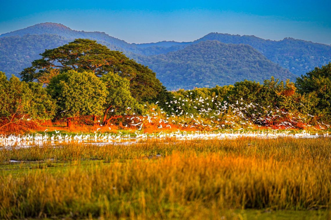 El Jocotal es la única área natural protegida catalogada como sabana