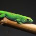 Australia desarticula una red de tráfico de reptiles nativos