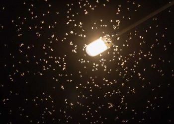 ¿Atrae la luz a los insectos?