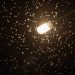 ¿Atrae la luz a los insectos?