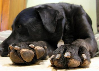 El IBA atiende a un perro al que le explotó un mortero en el hocico