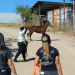 ¡Viral! Autoridades rescatan Caballo que se paseaba entre el tráfico de San Salvador