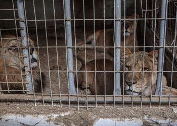 Los animales también pasan hambre en el zoológico de la asediada Gaza
