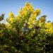 La mimosa, atracción turística pero potencial peligro para la Costa Azul francesa