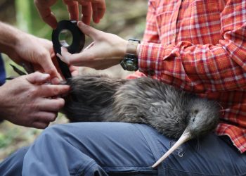 Nueva Zelanda abre su primer hospital para aves kiwis