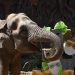 Con pastel y cantos, elefanta Trompita celebra 63 años en Guatemala