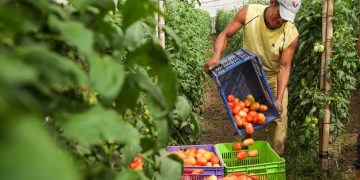El Ministerio de Agricultura fortalecerá cultivos y garantizará precios justos