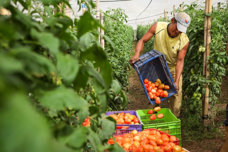 Aumentar la producción y los ingresos es el objetivo del MAG con las estrategias agrícolas.