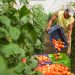 El Ministerio de Agricultura fortalecerá cultivos y garantizará precios justos