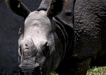 Rinoceronta india Valentina, nuevo huésped de zoológico en Perú