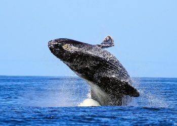 Los sonidos de la Antártida: desde «naves espaciales» hasta cantos de ballenas