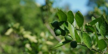 Gobierno habilitará dos plantas procesadoras de cítricos en El Salvador