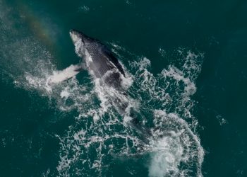 Día Mundial de las Ballenas: así se protegen a los cetáceos en El Salvador