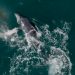 Día Mundial de las Ballenas: así se protegen a los cetáceos en El Salvador