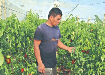 Salvadoreño aprovechó el beneficio entregado por el Gobierno para producir