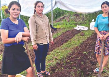 Jóvenes de San Luis de la Reina comercializan su cosecha de chile
