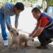 Ministerio de Salud vacuna perros y gatos en la zona oriental
