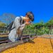 Empresa coreana vuelve al país en búsqueda de más café de El Salvador