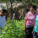 Hermanas han mejorado la producción de tomate con el apoyo del Centa 