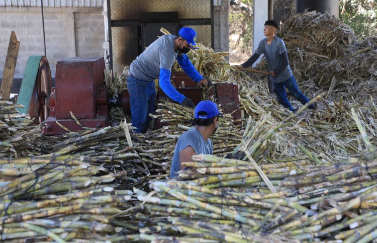La industria azucarera genera más de 50,000 empleos directos y unos 200,000 indirectos. Foto / David Martínez.
