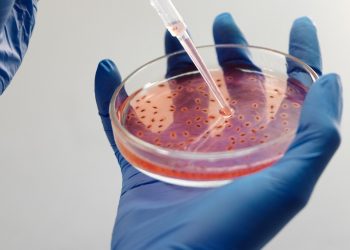 ¿Qué es la viruela de Alaska? Muerte reciente atrae atención a virus observado en animales pequeños