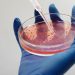 ¿Qué es la viruela de Alaska? Muerte reciente atrae atención a virus observado en animales pequeños