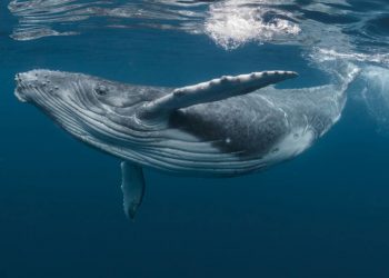 Las ballenas cantan gracias a un órgano muy particular