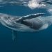 Las ballenas cantan gracias a un órgano muy particular