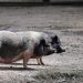 La pedicura para cerdos, el «exitoso» negocio de una quiosquera en Francia