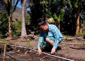 Familias podrán cultivar durante todo el año en Nueva Granada, Usulután