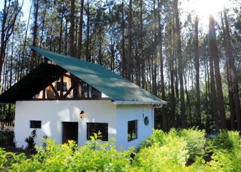 Disfruta de una estadía entre pinos en Juayúa