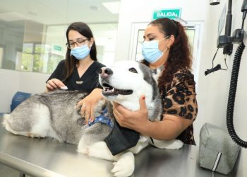 Hospital Chivo Pets ha brindado más de dos millones de atenciones